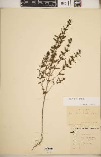 Trichostema coeruleum image