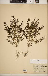 Trichostema coeruleum image