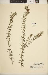 Westringia rosmariniformis image