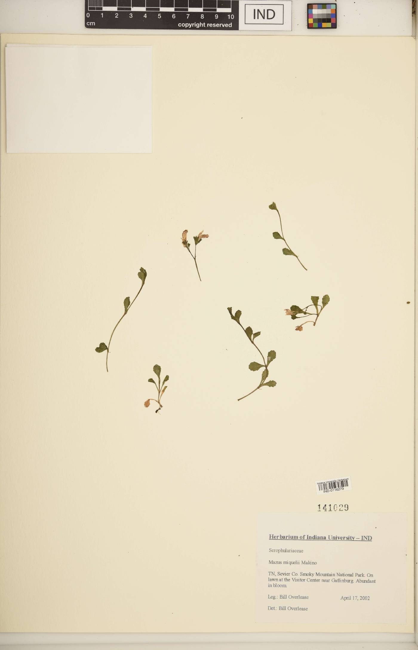 Mazus miquelii image