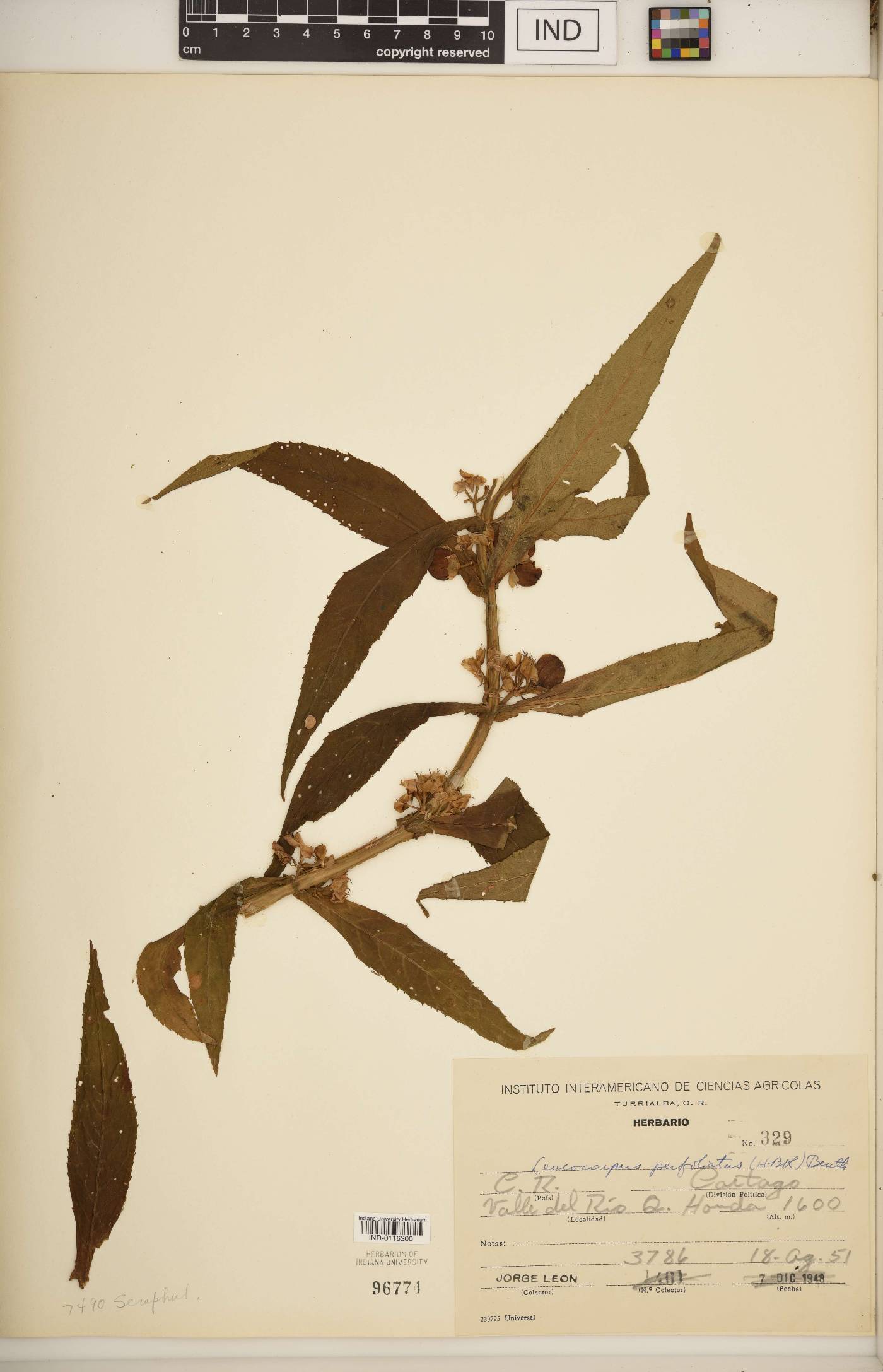 Leucocarpus image