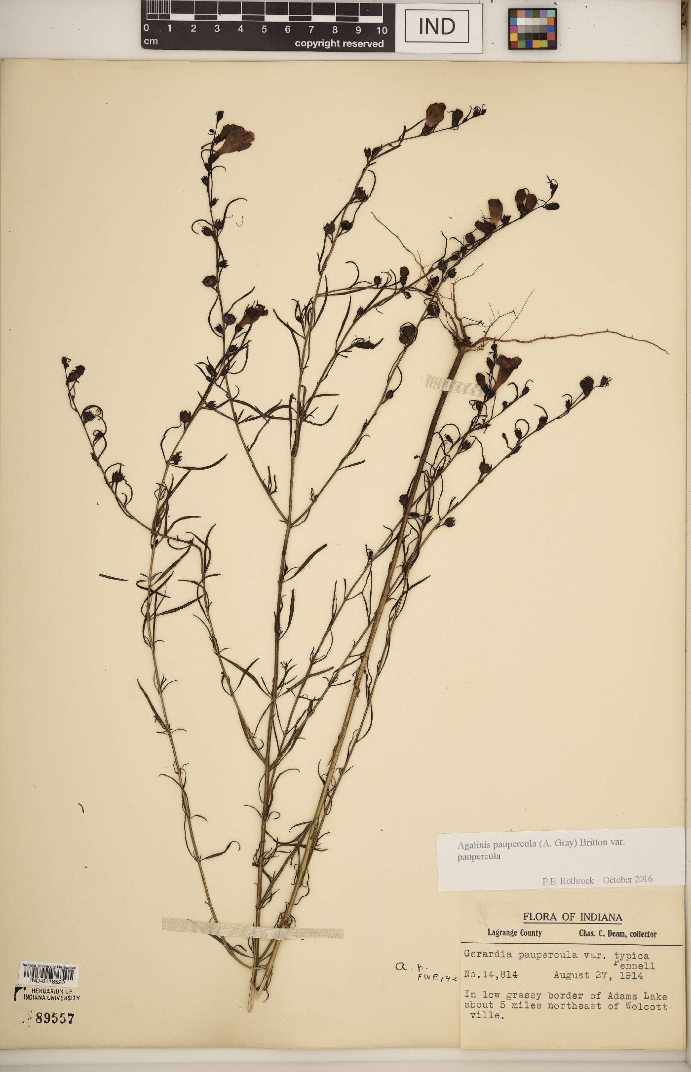 Agalinis paupercula var. paupercula image