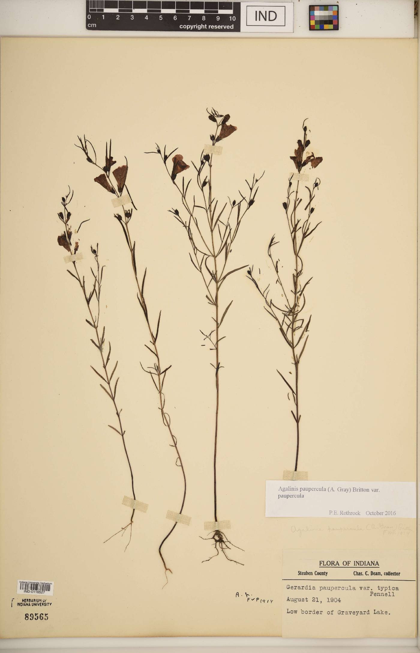 Agalinis paupercula var. paupercula image