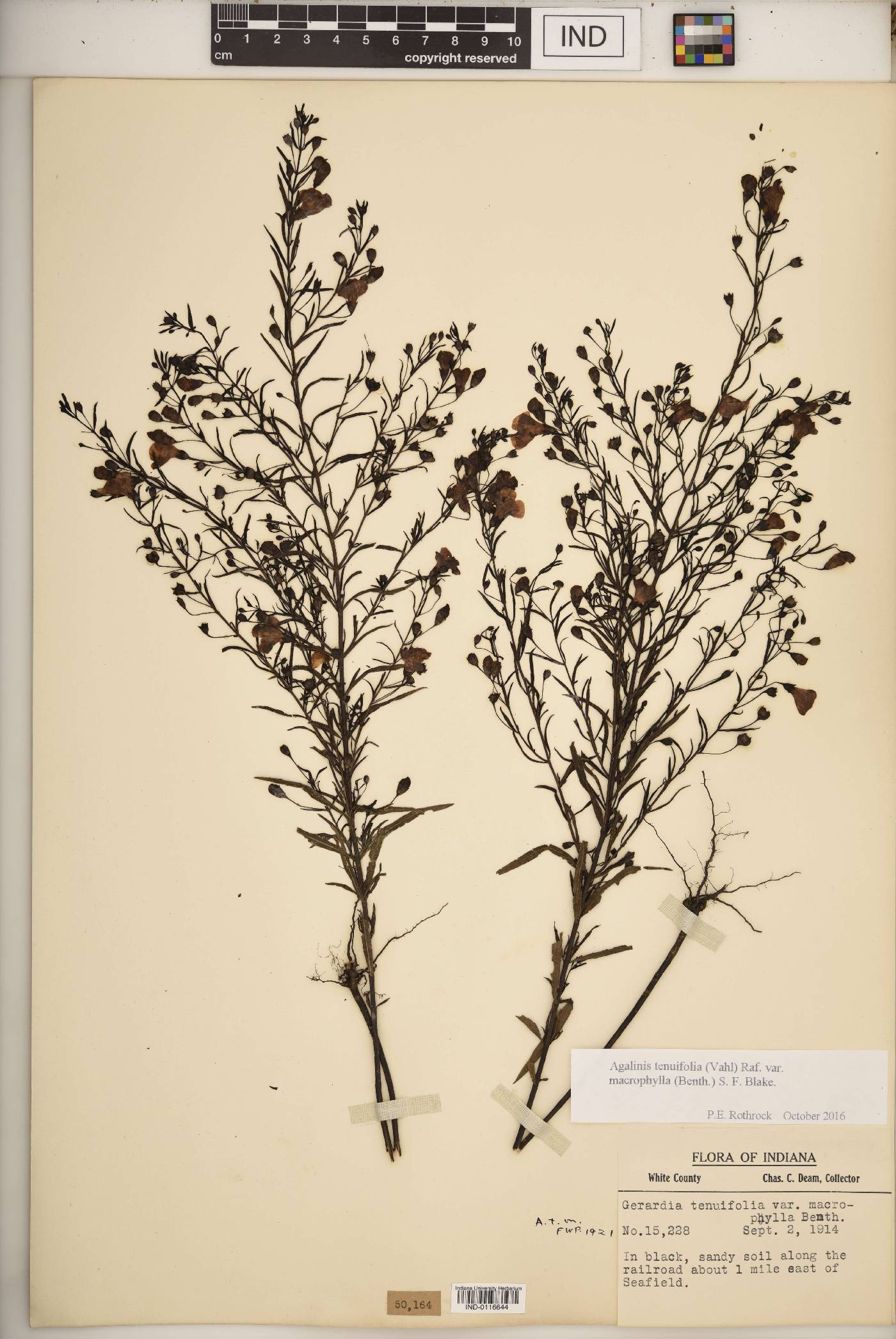 Agalinis tenuifolia var. macrophylla image