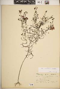 Agalinis tenuifolia var. tenuifolia image