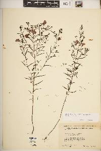 Agalinis tenuifolia var. macrophylla image