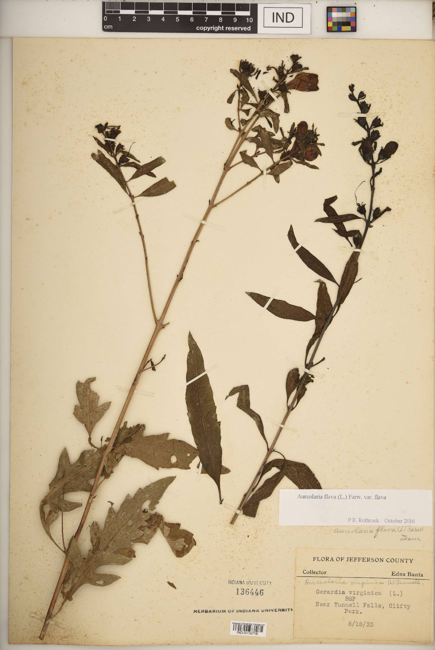 Aureolaria flava var. flava image