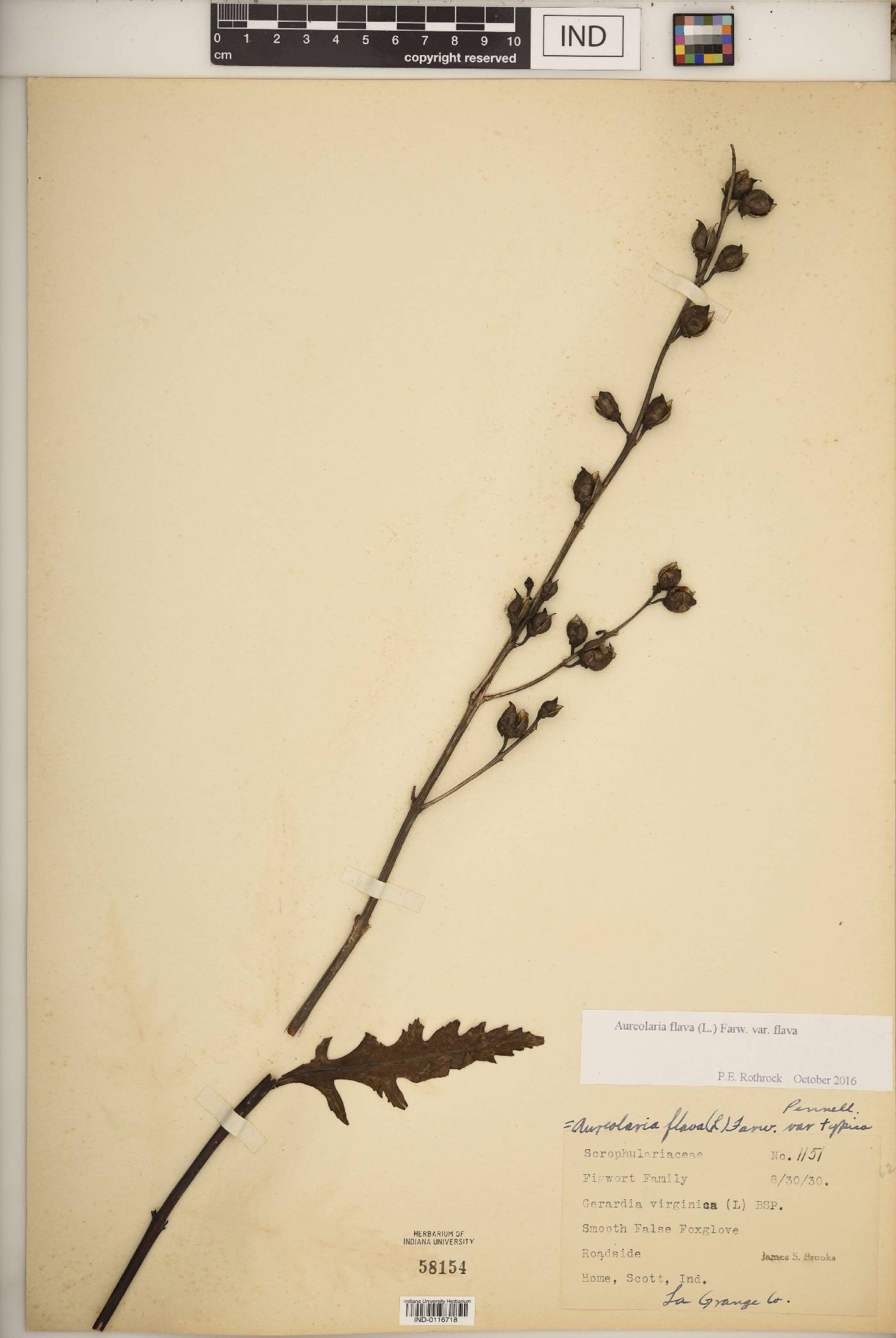 Aureolaria flava var. flava image