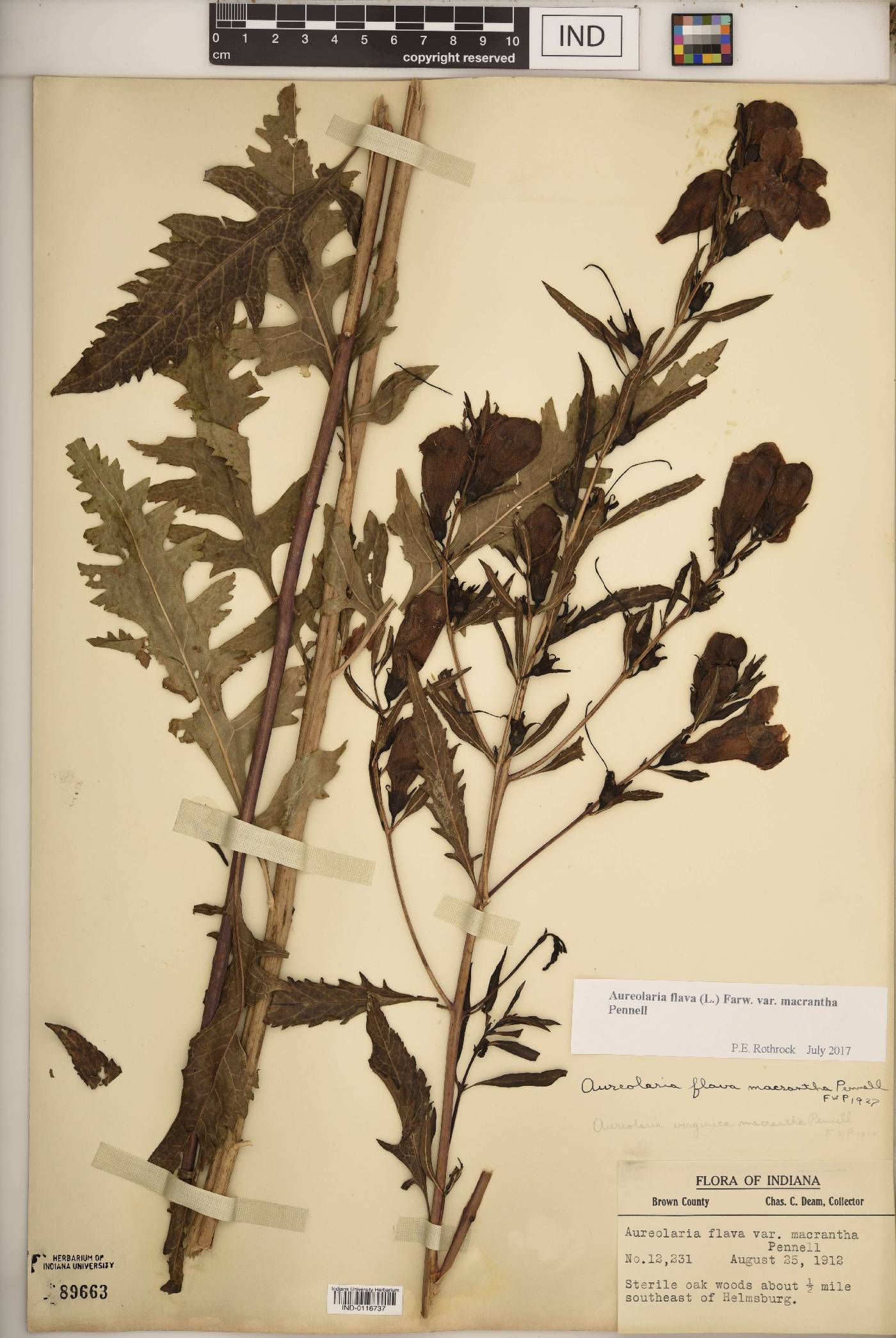Aureolaria flava var. macrantha image