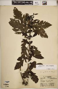 Aureolaria flava var. macrantha image