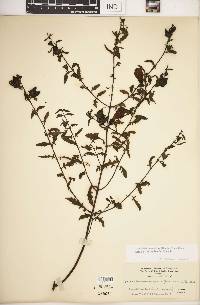 Aureolaria grandiflora var. serrata image
