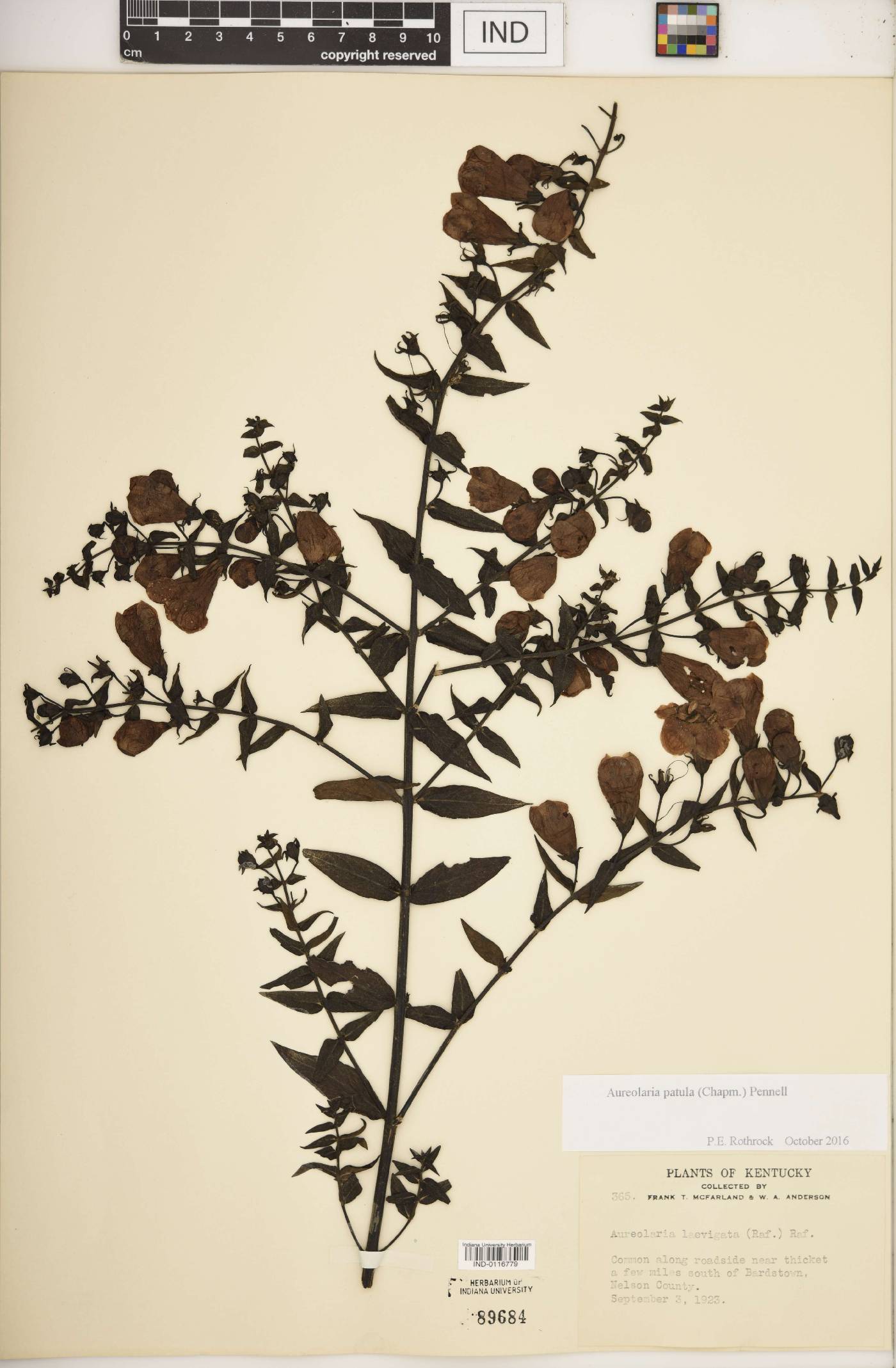 Aureolaria patula image