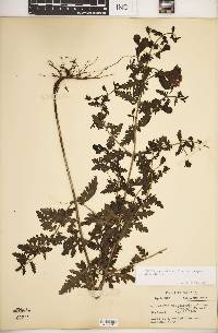 Aureolaria pedicularia var. ambigens image