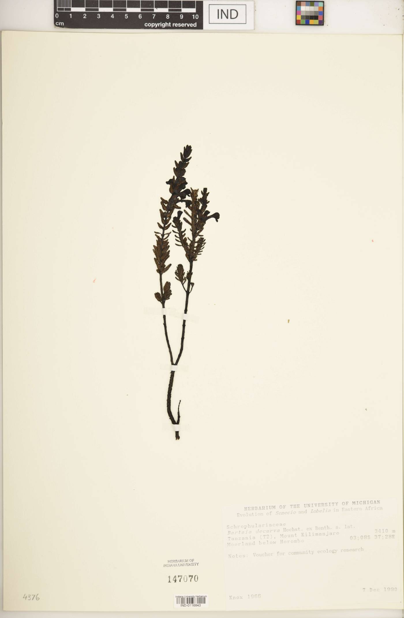 Bartsia decurva image