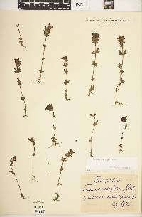 Image of Bellardia latifolia