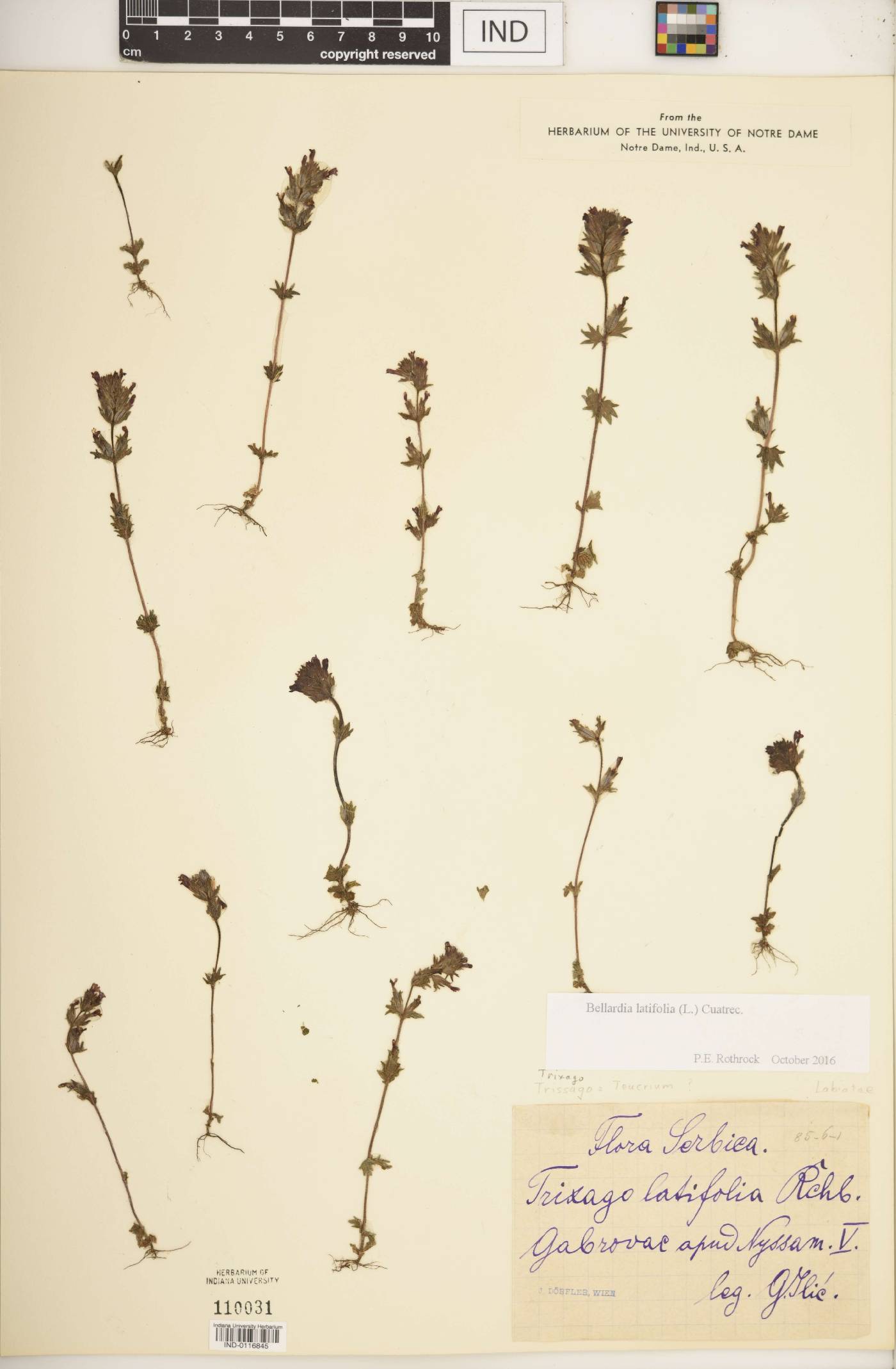Bellardia latifolia image