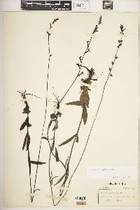 Buchnera longifolia image