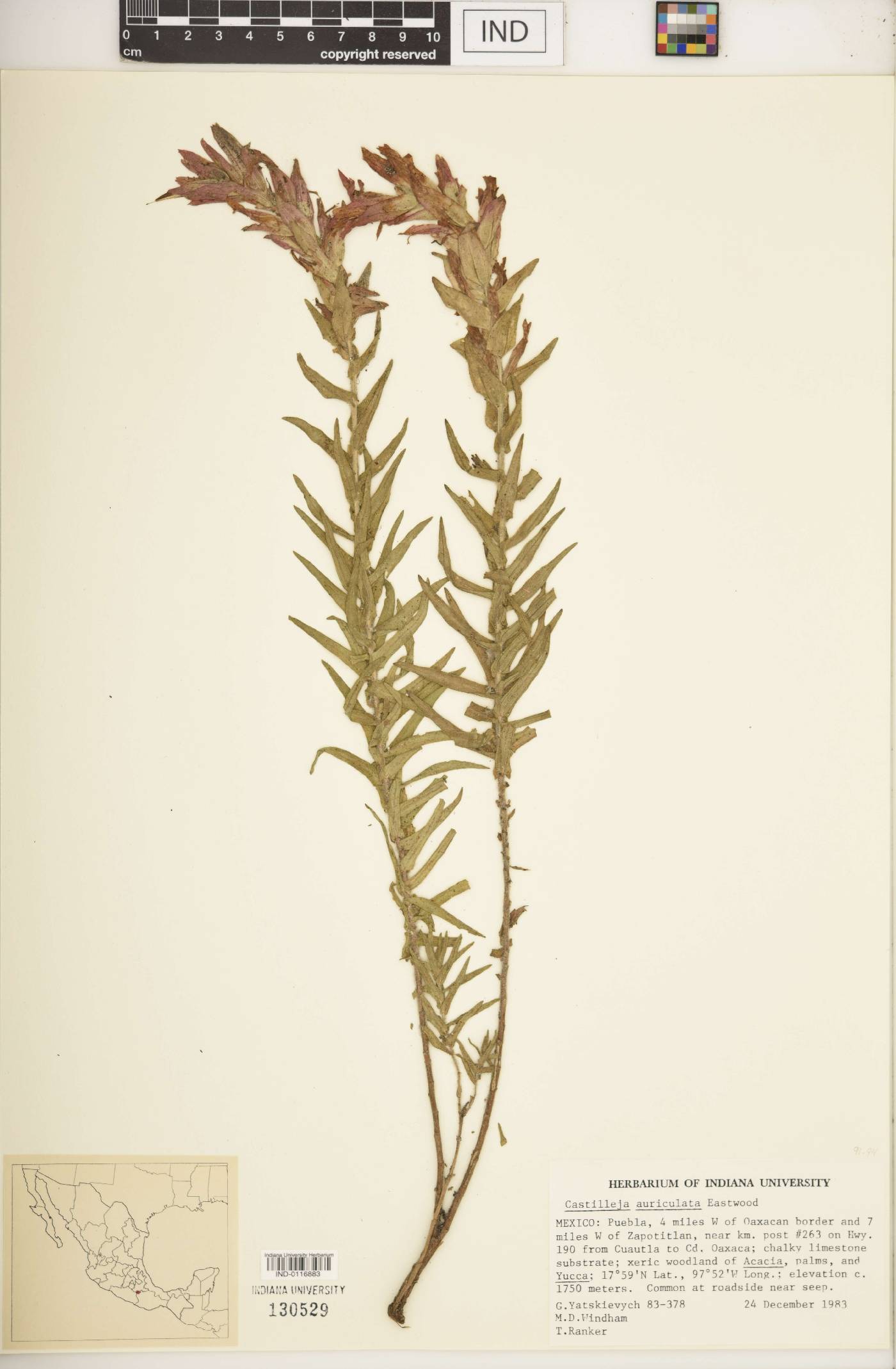 Castilleja auriculata image