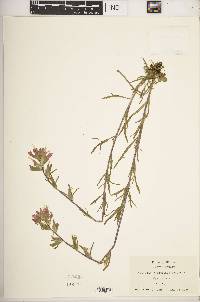 Castilleja coccinea image