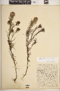 Castilleja exserta image