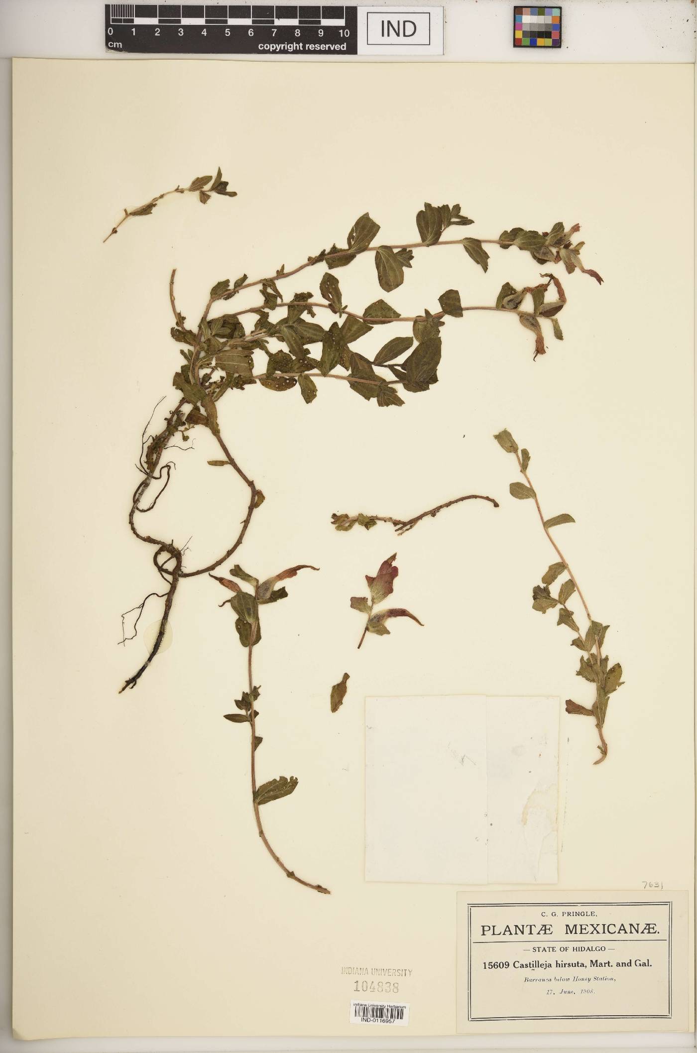 Castilleja hirsuta image