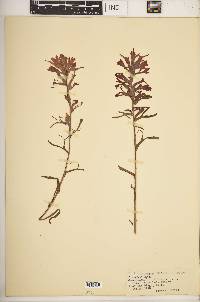 Castilleja latifolia image