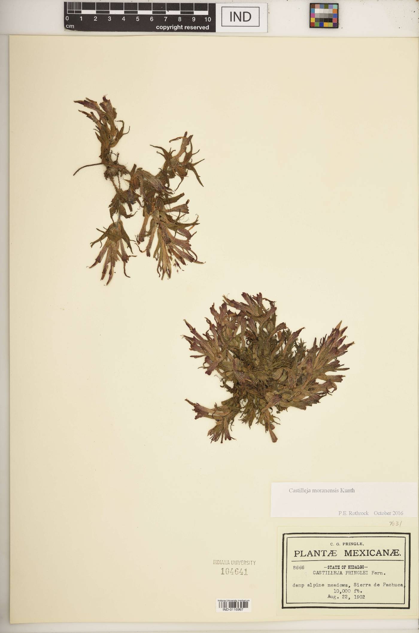Castilleja moranensis image