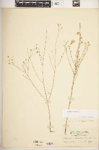 Agalinis obtusifolia image