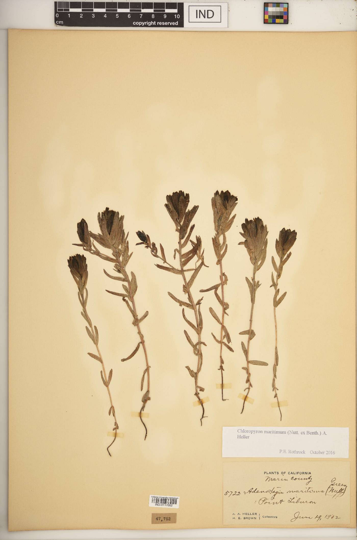 Chloropyron maritimum image