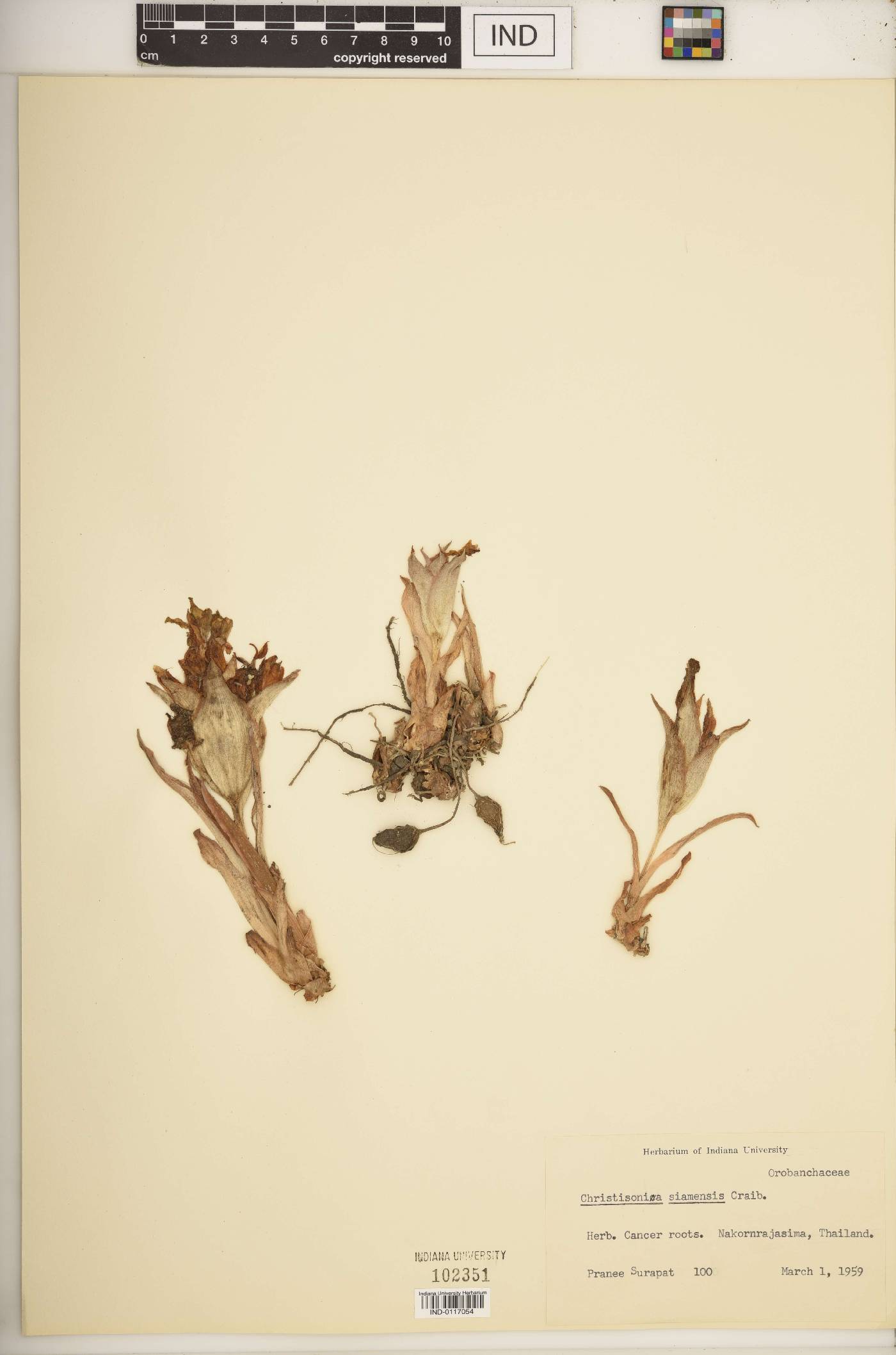 Christisonia siamensis image