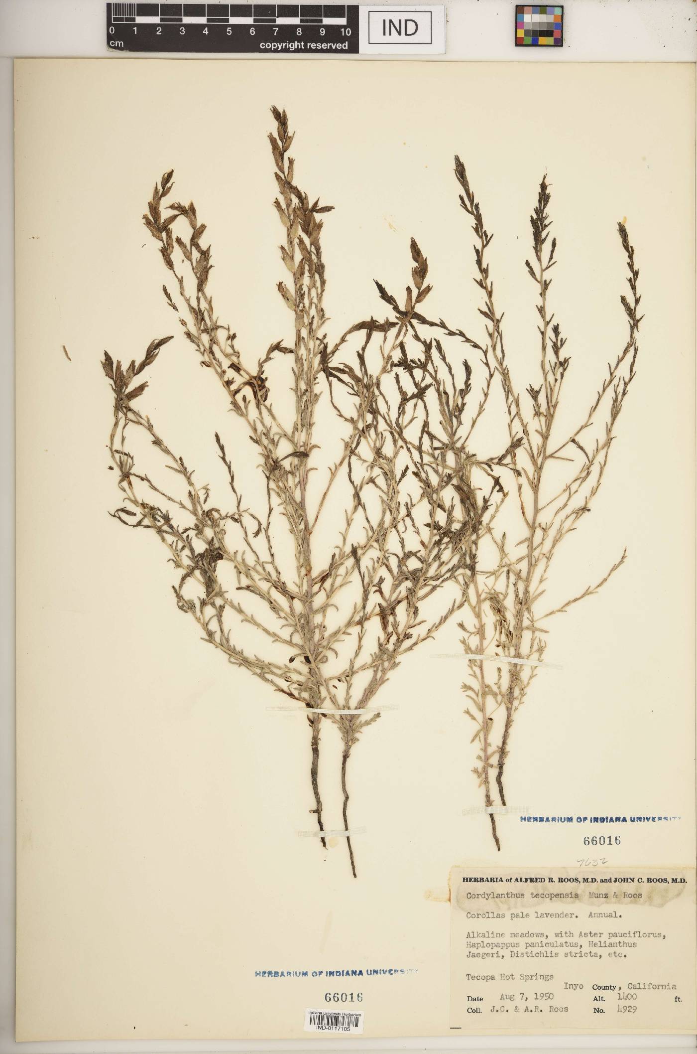 Cordylanthus tecopensis image