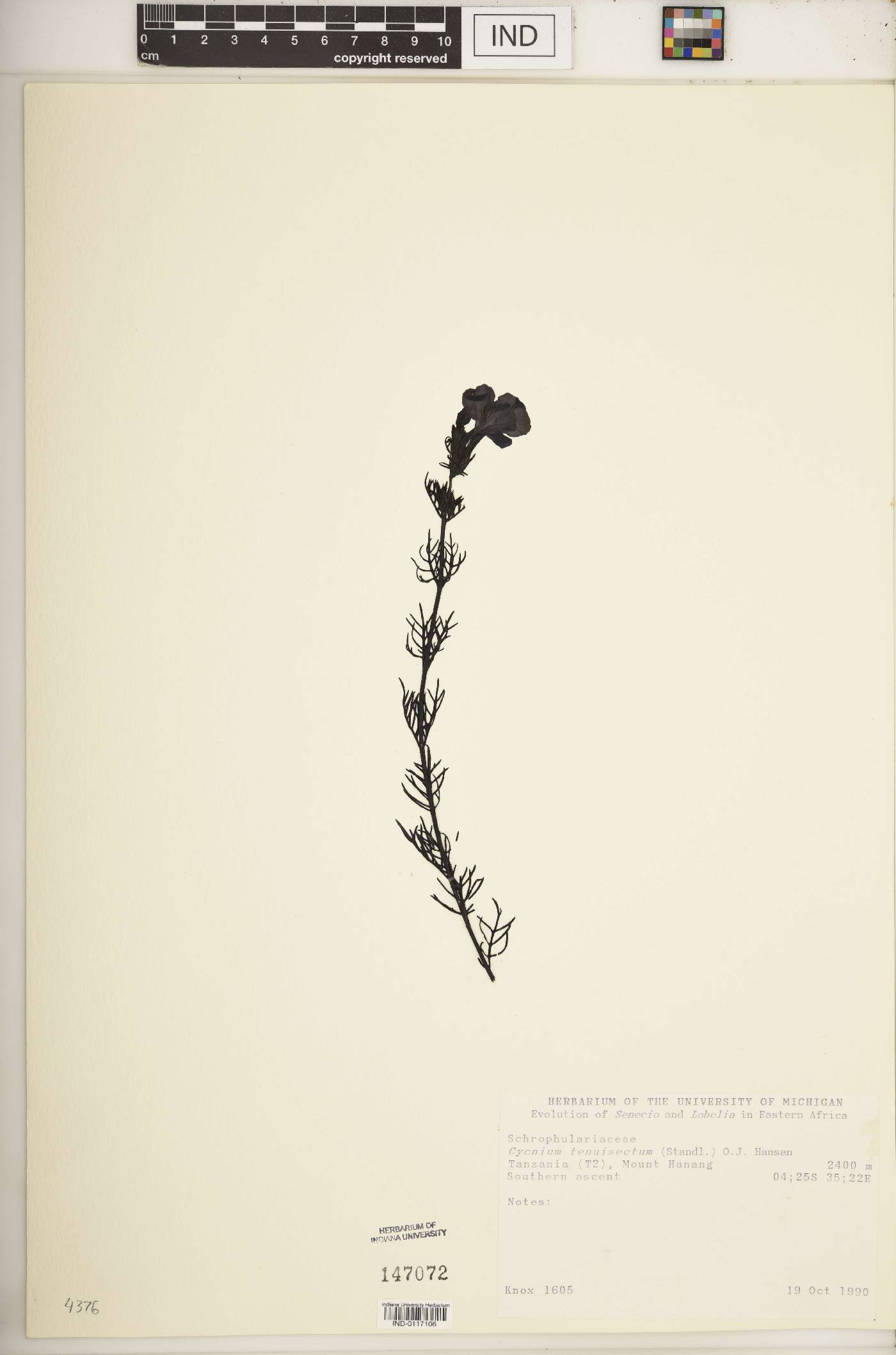 Cycnium tenuisectum image