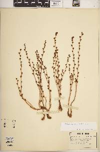 Epifagus virginiana image