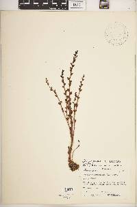 Epifagus virginiana image