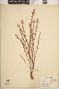 Epifagus virginiana image