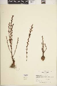 Epifagus virginiana image