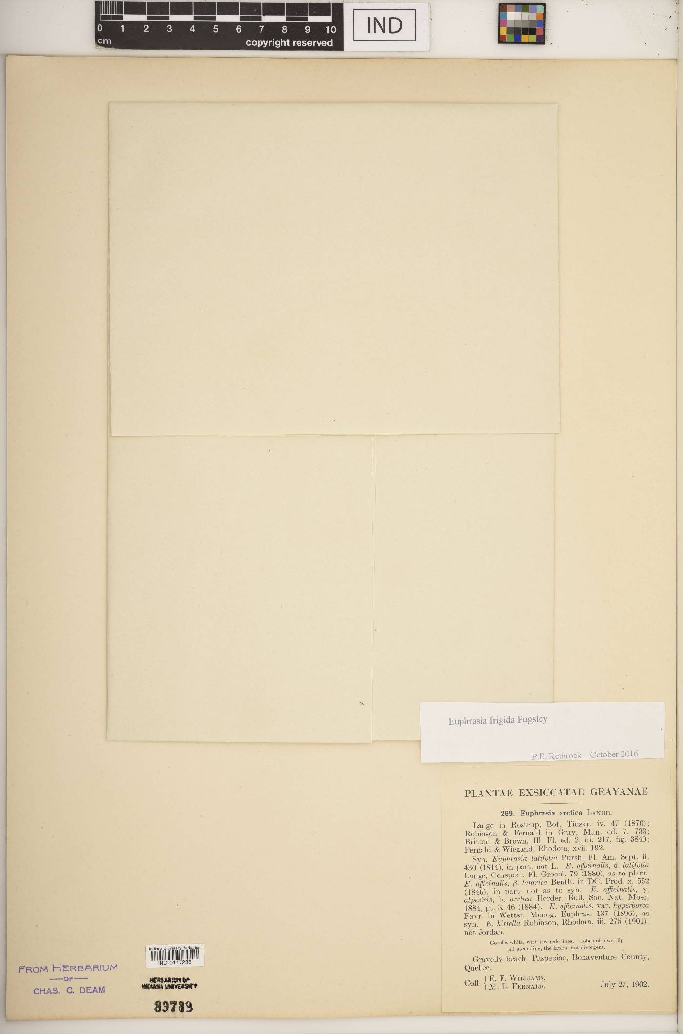 Euphrasia frigida image