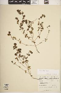 Euphrasia frigida image