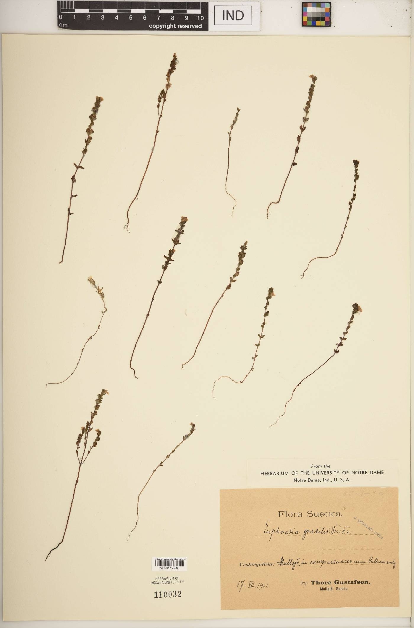 Euphrasia gracilis image