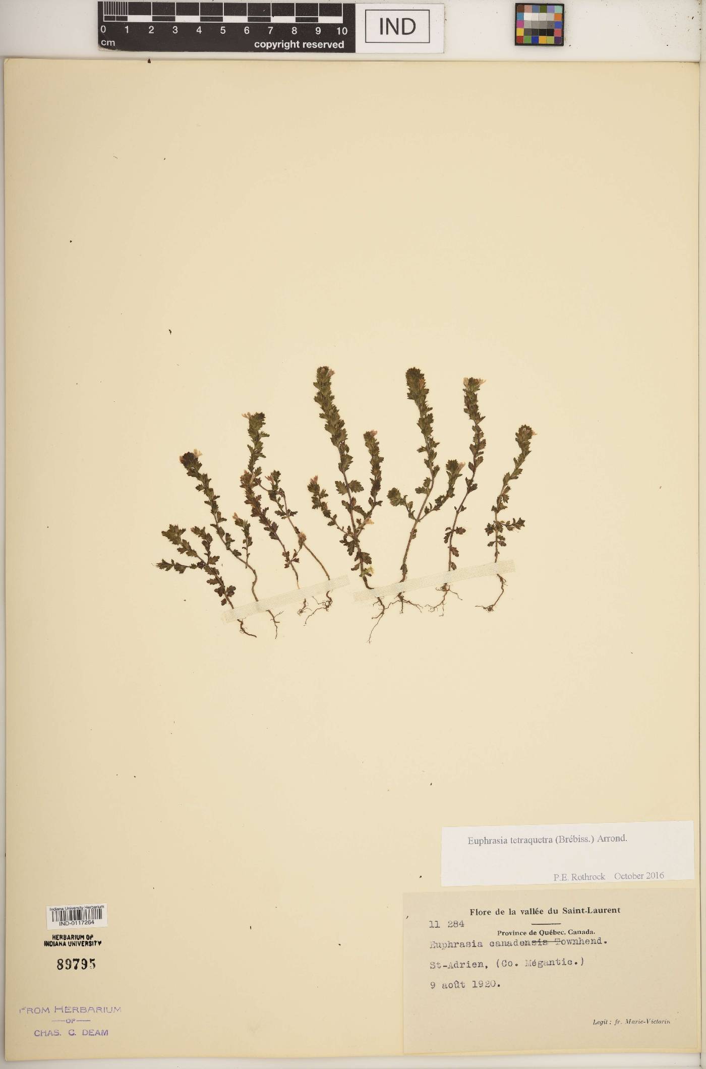 Euphrasia tetraquetra image