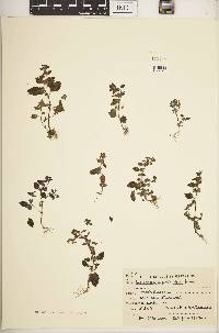 Lindenbergia urticifolia image
