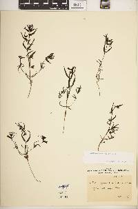 Media resource of Melampyrum carpathicum