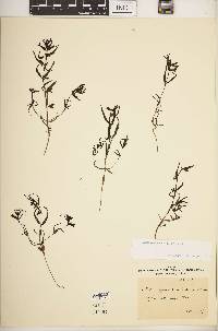 Image of Melampyrum carpathicum