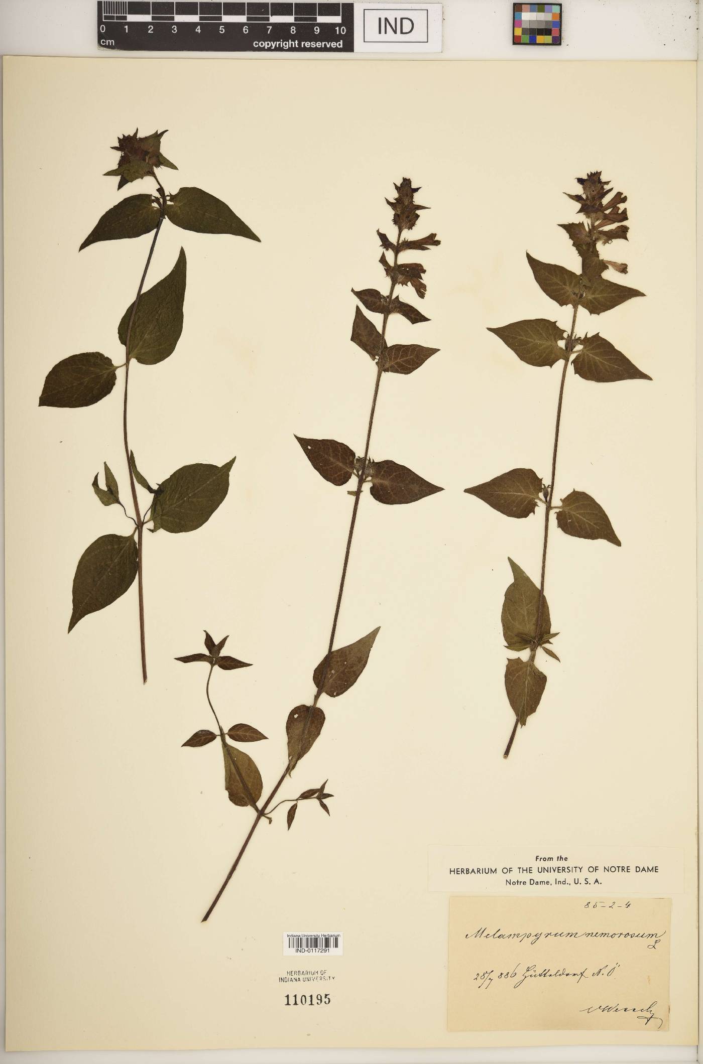 Melampyrum nemorosum image