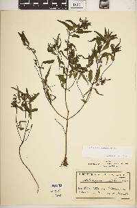Image of Melampyrum subalpinum