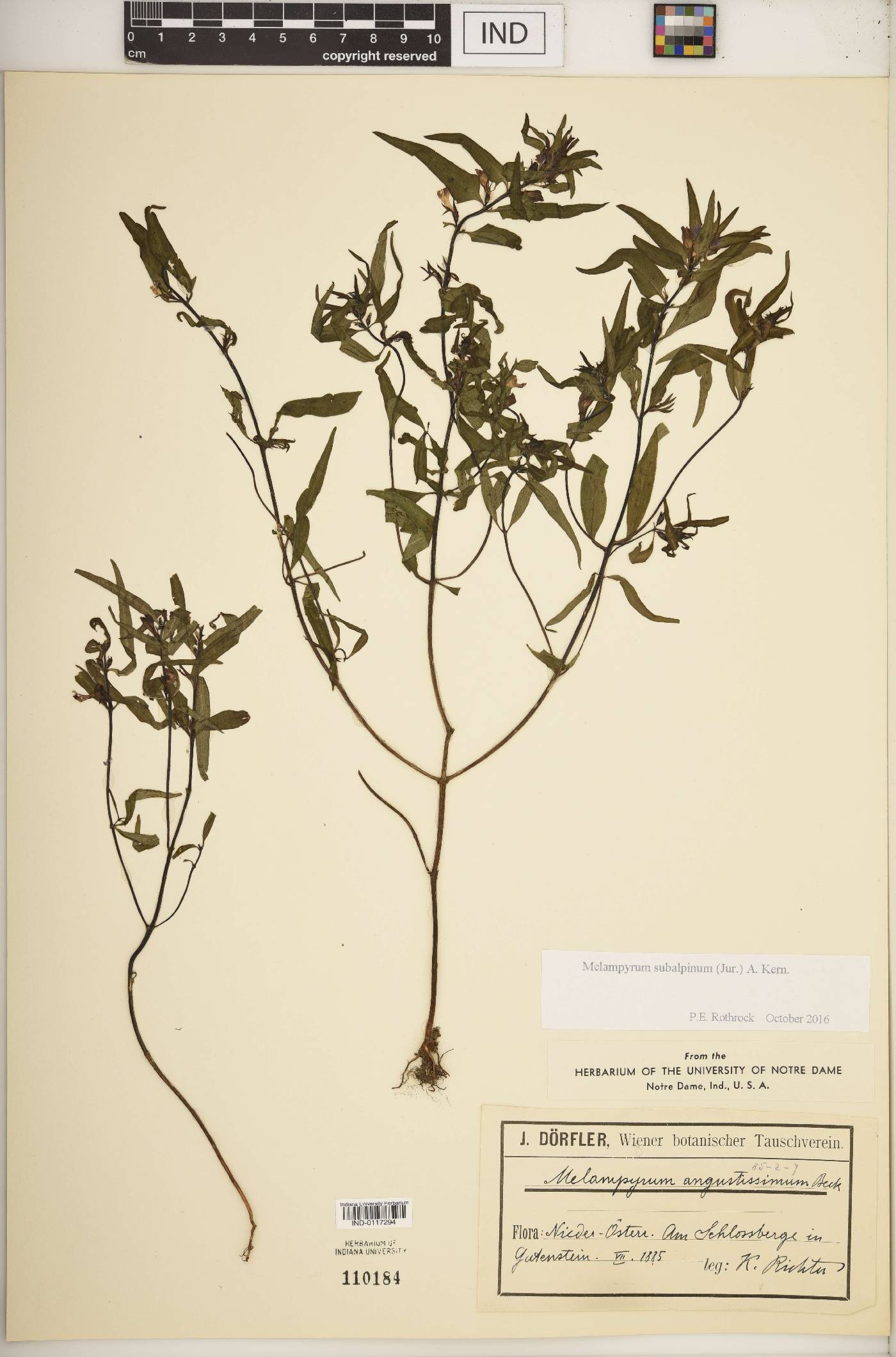 Melampyrum subalpinum image