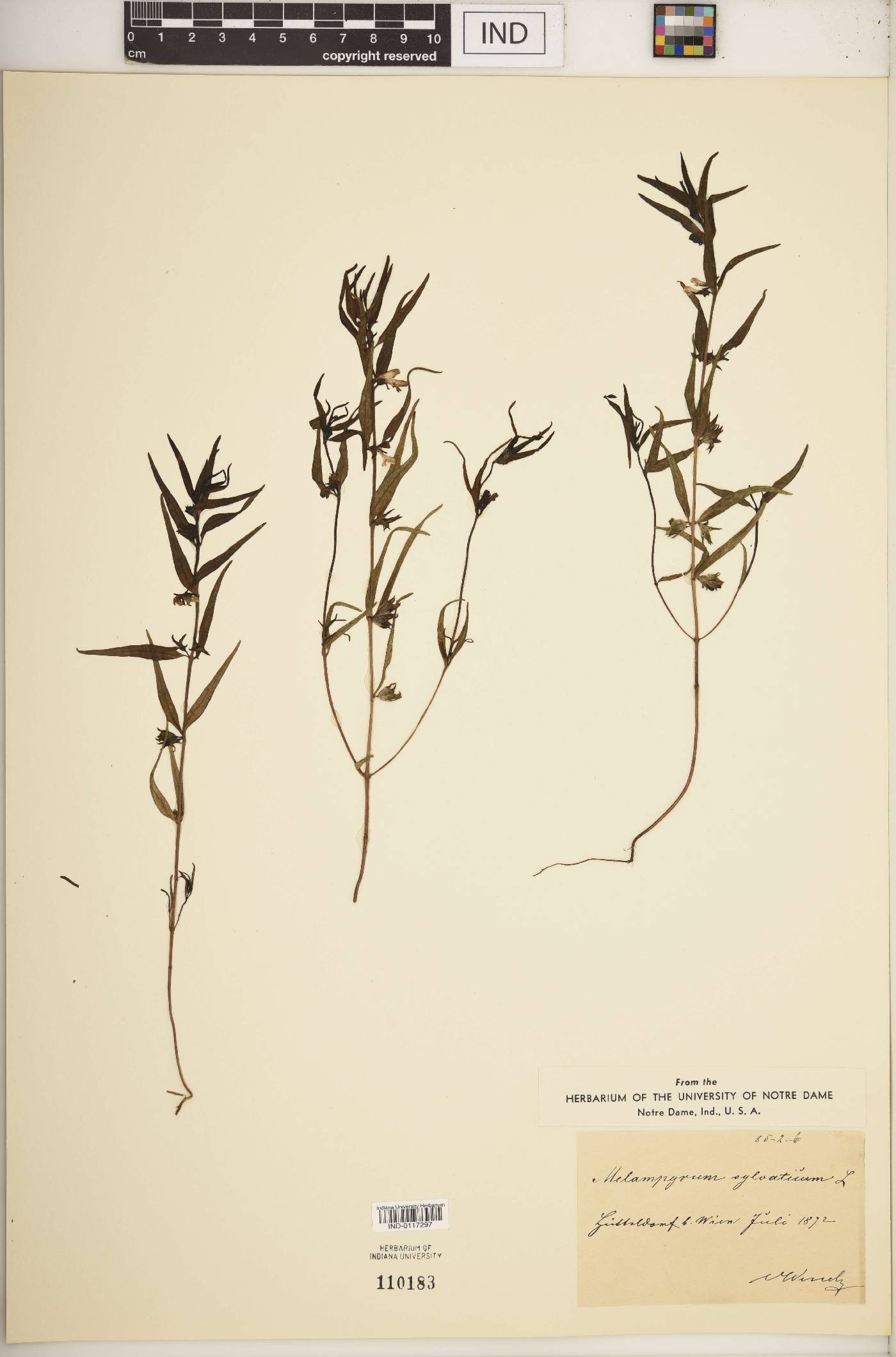 Melampyrum sylvaticum image