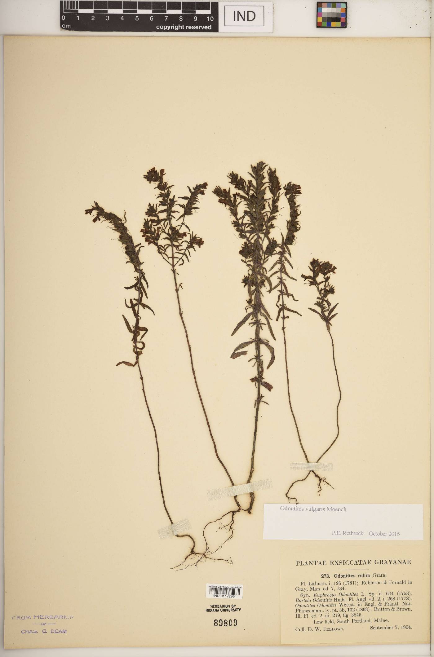 Odontites vulgaris image