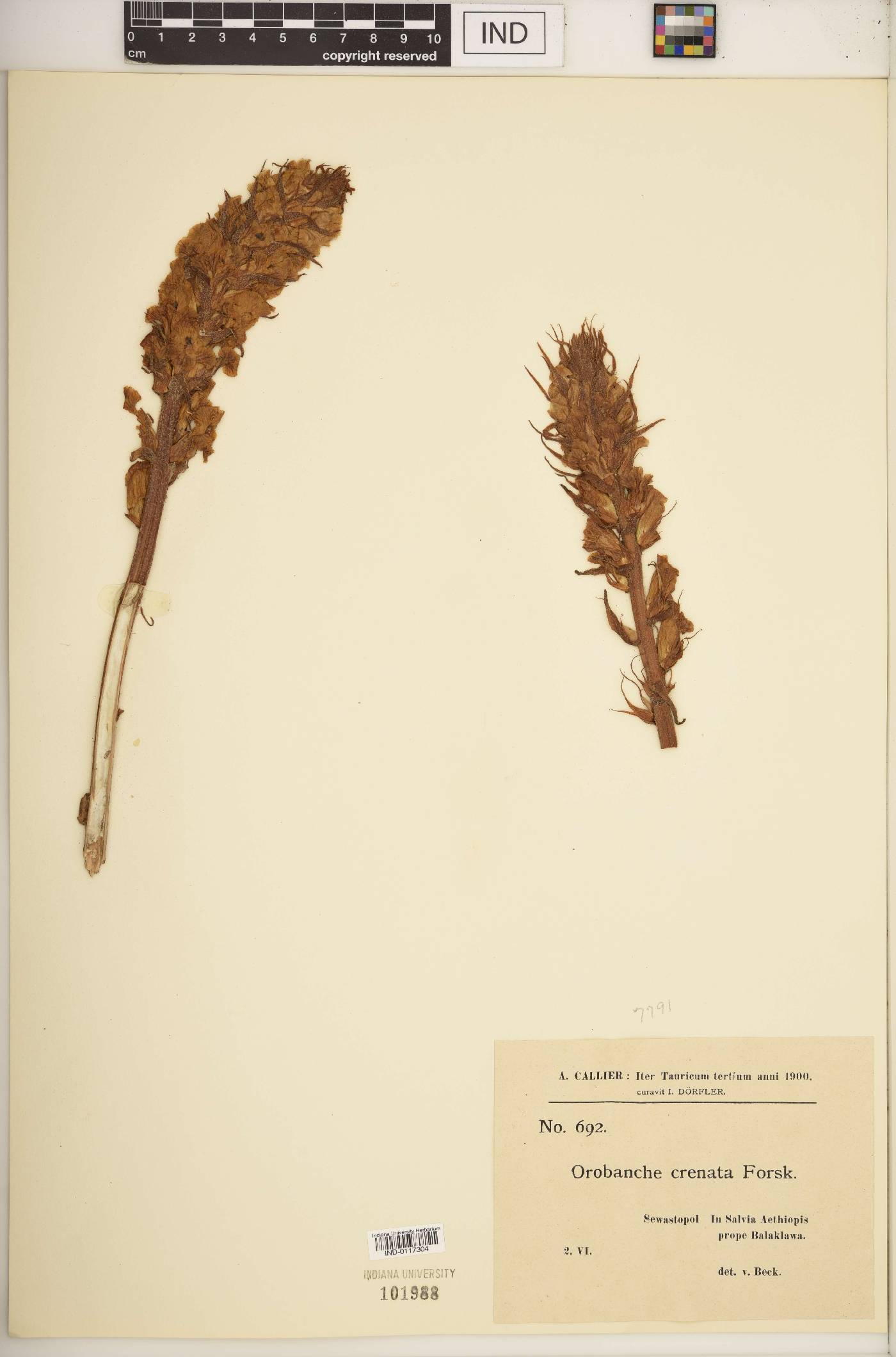 Orobanche crenata image