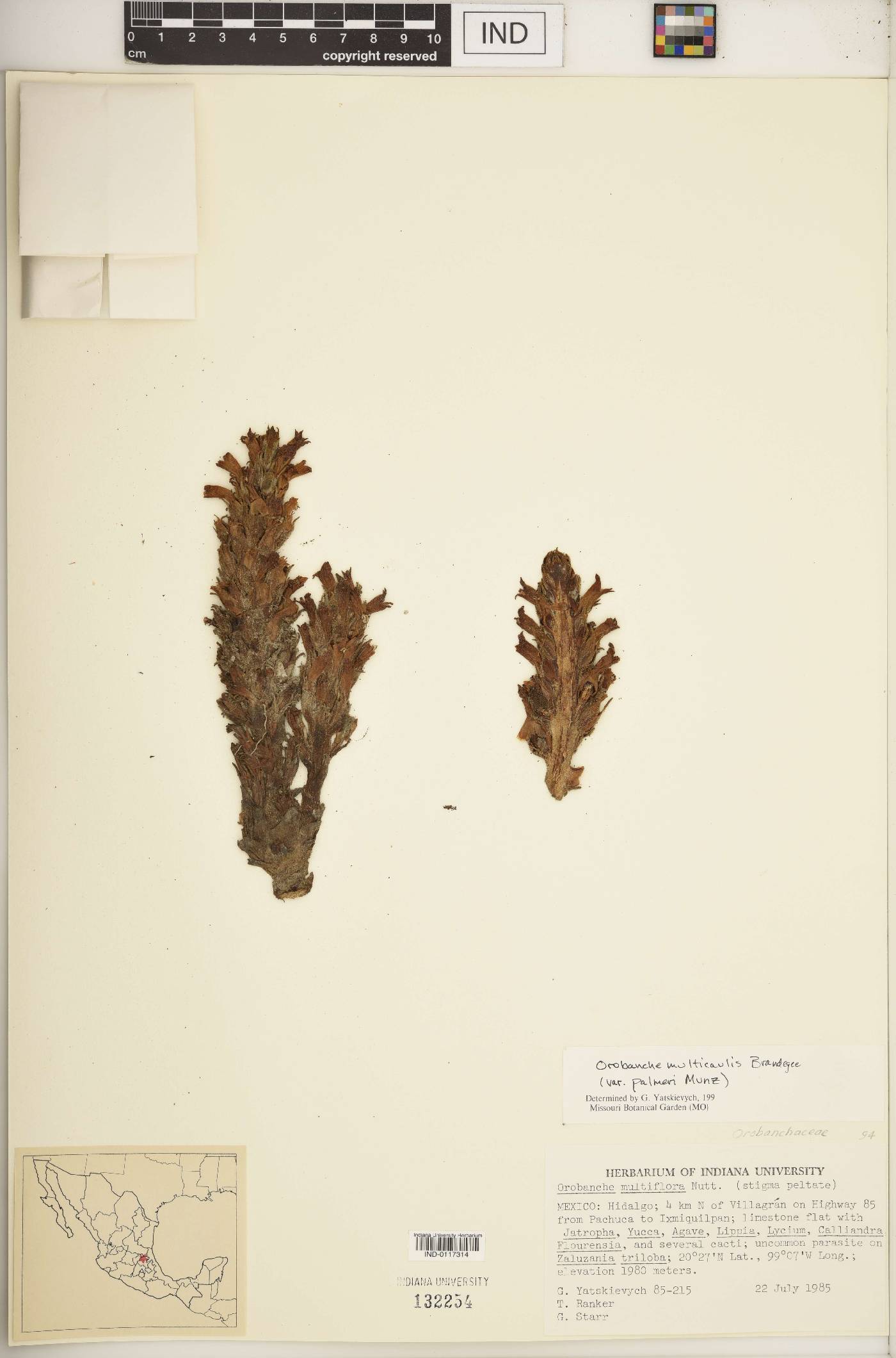 Orobanche multicaulis image